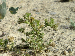 Pteranthus dichotomus