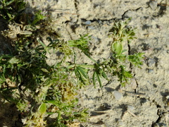 Pteranthus dichotomus