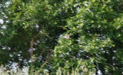 Gallinago gallinago gallinago