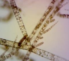 Feldmannia mitchelliae