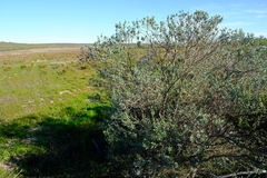 Xiphotheca canescens