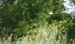 Gallinago gallinago gallinago