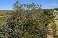 Xiphotheca canescens