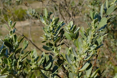 Xiphotheca canescens