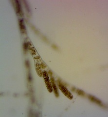 Feldmannia mitchelliae