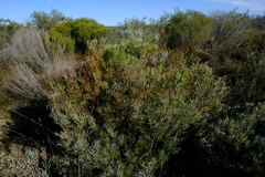 Leucadendron meyerianum