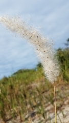 Imperata cylindrica image