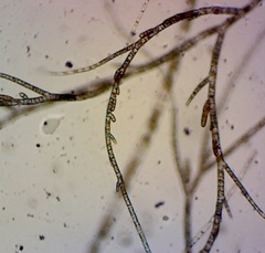 Feldmannia mitchelliae