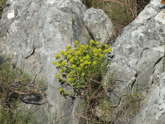 Teucrium homotrichum