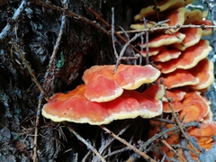Laetiporus montanus