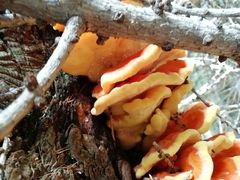 Laetiporus montanus