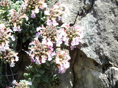 Teucrium buxifolium