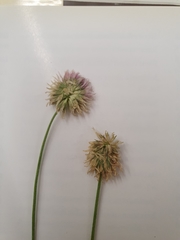 Trifolium montanum