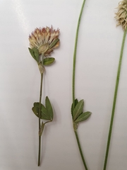 Trifolium montanum