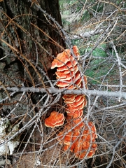 Laetiporus montanus