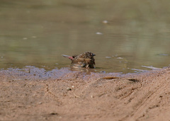 Lagonosticta rhodopareia
