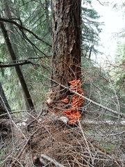 Laetiporus montanus