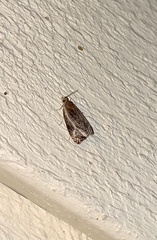 Olethreutes quadrifidum