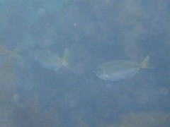 Trachurus novaezelandiae