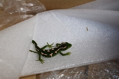 Auckland Green Gecko photo 3