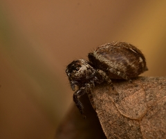 Evarcha proszynskii