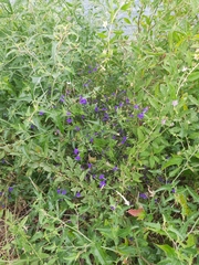 Delphinium consolida paniculatum