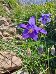 Aquilegia pyrenaica