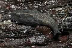 Hesperarion hemphilli