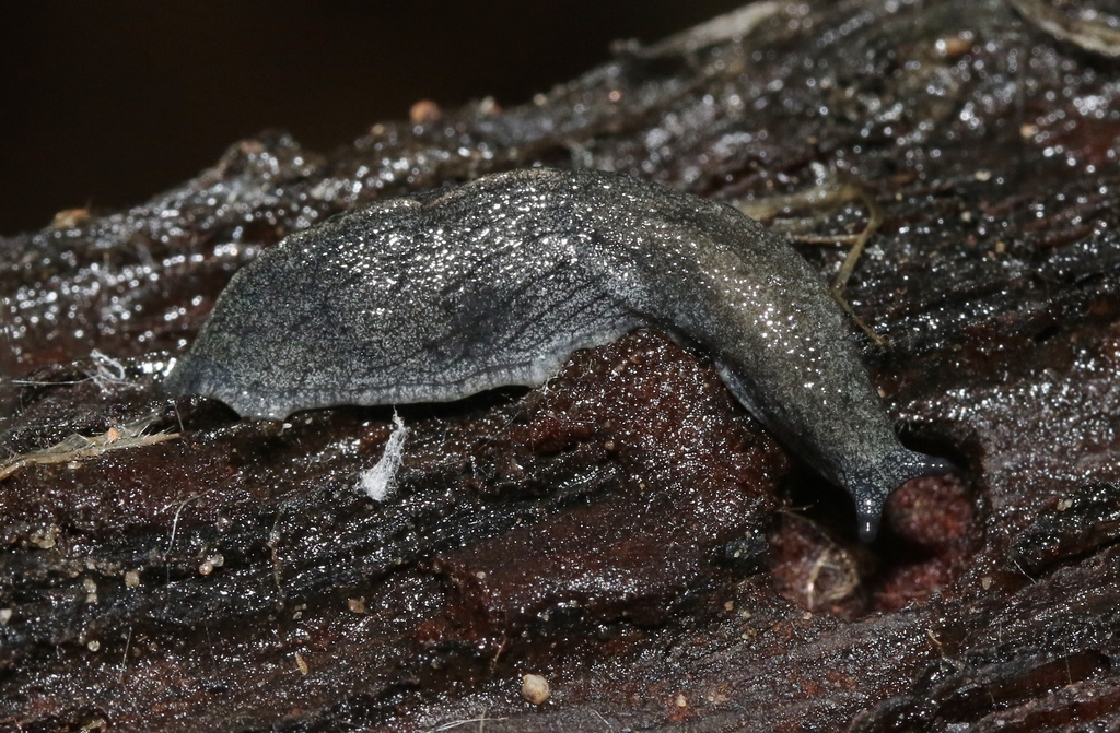 Hemphill's Westernslug