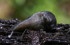 Hesperarion hemphilli