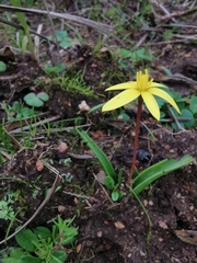 Pauridia gracilipes gracilipes