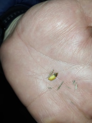 Lamprohiza mulsantii