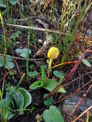 Pauridia gracilipes gracilipes