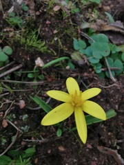 Pauridia gracilipes gracilipes