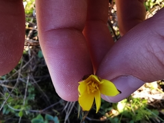 Pauridia gracilipes gracilipes