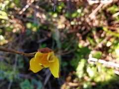 Pauridia gracilipes gracilipes