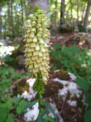 Digitalis micrantha