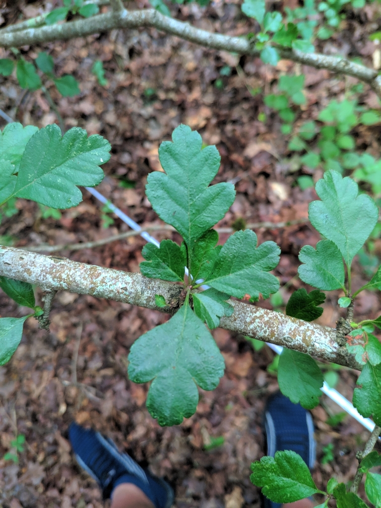 Crataegus laevigata, 01449, Álava, Spain