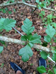 Crataegus laevigata