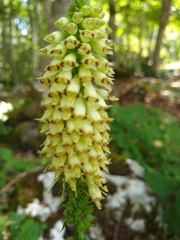 Digitalis micrantha