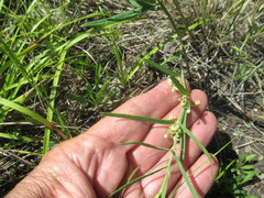 Vincetoxicum sibiricum