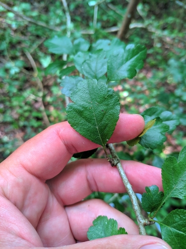 Crataegus laevigata