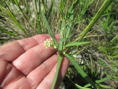 Vincetoxicum sibiricum