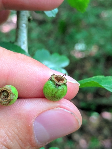 Crataegus laevigata