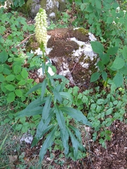 Digitalis micrantha