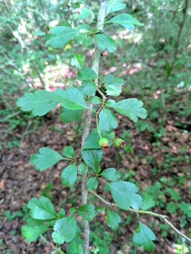 Crataegus laevigata