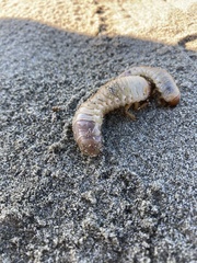 Pericoptus