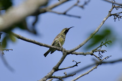 Chalcomitra senegalensis