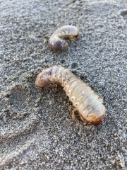 Pericoptus