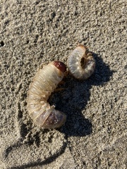 Pericoptus